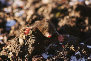 kung paano alisin ang mga moles sa site magpakailanman