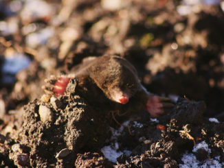 kung paano alisin ang mga moles sa site magpakailanman