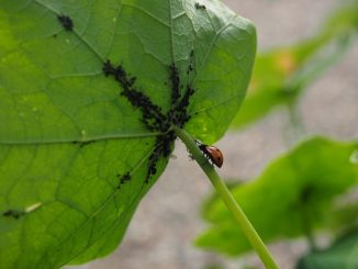 kung paano haharapin ang mga aphids sa mga pipino sa isang greenhouse