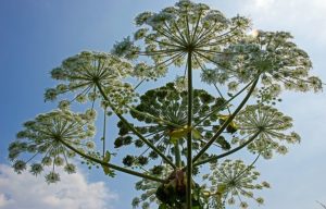 kung paano mapupuksa ang hogweed