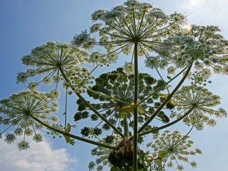 kung paano mapupuksa ang hogweed