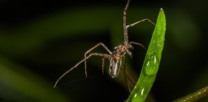 spider na may mahabang manipis na mga binti