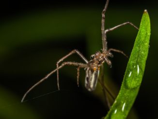 spider na may mahabang manipis na mga binti