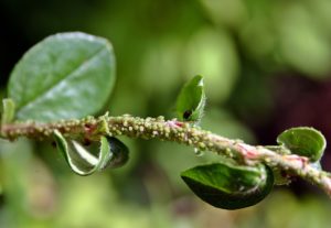 aphids ng puno ng prutas