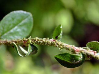 aphids ng puno ng prutas