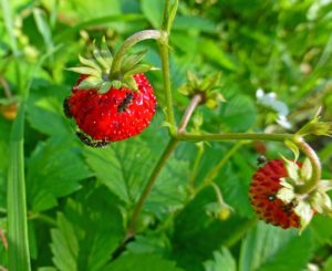 presa ng strawberry sa mga strawberry kung paano haharapin