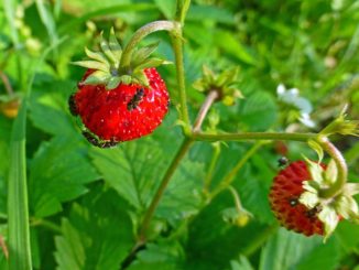 presa ng strawberry sa mga strawberry kung paano haharapin