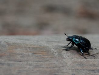 maliit na itim na bug sa apartment