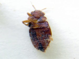 propesyonal na lunas para sa mga bedbugs