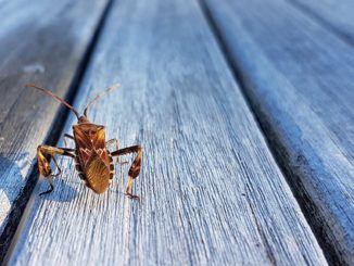 Mula sa kung anong lumitaw ang mga bug sa apartment