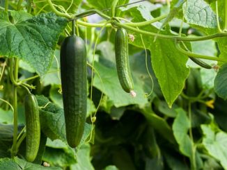 Ang mga katutubong remedyo para sa mga spider mites sa mga pipino