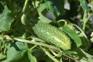 Paano hawakan ang spider mites sa mga pipino