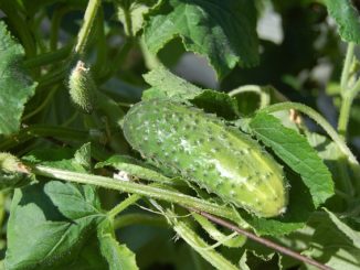 Paano hawakan ang spider mites sa mga pipino