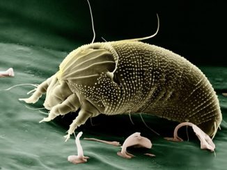 Dust mite kung paano mapupuksa sa bahay