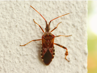 Paano mahawakan ang kagat pagkatapos ng mga bedbugs