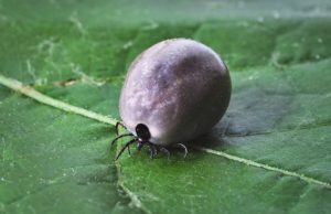 ¿Qué sucederá después de una picadura de una garrapata de encefalitis?