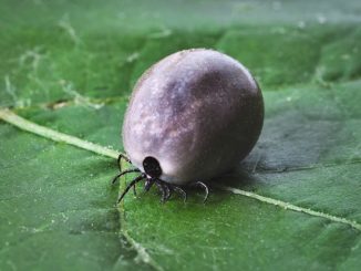 Ano ang mangyayari pagkatapos ng isang kagat ng isang encephalitis tik